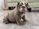 English Bulldog Puppies for sale in Salt Lake City, UT 84128, USA. price: $6,000