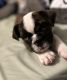 English Bulldog Puppies for sale in Midland, TX, USA. price: $2,200