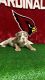 English Bulldog Puppies for sale in Phoenix, AZ, USA. price: NA