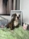 English Bulldog Puppies for sale in Chandler, AZ, USA. price: $2,200