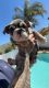 English Bulldog Puppies for sale in Riverside, CA, USA. price: NA
