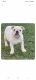 English Bulldog Puppies for sale in Palm Bay, FL, USA. price: $2,500