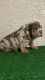 English Bulldog Puppies for sale in N 27th Ave, Phoenix, AZ, USA. price: $3,500