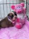 English Bulldog Puppies for sale in Wamego, KS 66547, USA. price: $2,100