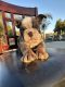 English Bulldog Puppies for sale in Riverside-San Bernardino-Ontario, CA, CA, USA. price: $3,500