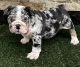 English Bulldog Puppies for sale in Surprise, AZ, USA. price: $3,500