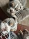 English Bulldog Puppies for sale in Upper Marlboro, MD 20772, USA. price: NA