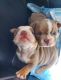 English Bulldog Puppies for sale in Sacramento, CA, USA. price: $6,000