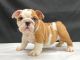 English Bulldog Puppies for sale in Tampa, FL, USA. price: $800