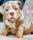 English Bulldog Puppies for sale in Sacramento, CA, USA. price: $3,500