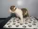 English Bulldog Puppies for sale in Chicago, IL, USA. price: $5,500