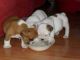 English Bulldog Puppies for sale in Olathe, KS 66061, USA. price: $500