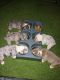 English Bulldog Puppies for sale in Pueblo, CO, USA. price: $5,500