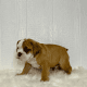 English Bulldog Puppies for sale in Berlin, OH 44654, USA. price: $2,000
