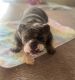 English Bulldog Puppies for sale in Chandler, AZ, USA. price: $3,000