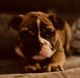 English Bulldog Puppies for sale in Kelso, WA 98626, USA. price: $3,000