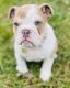 English Bulldog Puppies for sale in Kalamazoo, MI, USA. price: NA