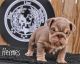 English Bulldog Puppies for sale in Amarillo, TX, USA. price: $5,000