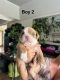 English Bulldog Puppies for sale in Fort Collins, Colorado. price: $3,000