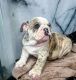 English Bulldog Puppies for sale in El Paso, Texas. price: $758