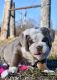 English Bulldog Puppies for sale in Salt Lake City, Utah. price: $500