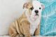 English Bulldog Puppies for sale in Cedar City, Utah. price: $1,500