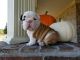 English Bulldog Puppies for sale in Billings, Montana. price: $900