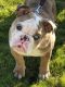 English Bulldog Puppies for sale in Spanaway, WA, USA. price: NA