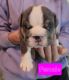 English Bulldog Puppies for sale in Bethel, Ohio. price: $3,500