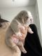 English Bulldog Puppies for sale in Pensacola Beach, Florida. price: $3,800