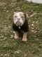 English Bulldog Puppies for sale in Middletown, New York. price: $4,000