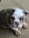 English Bulldog Puppies for sale in Sanger, Texas. price: NA