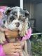 English Bulldog Puppies for sale in Lehigh Acres, FL, USA. price: $3,000