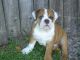 English Bulldog Puppies for sale in Irving, TX, USA. price: NA