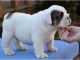 English Bulldog Puppies for sale in West Bay, Cayman Islands. price: NA