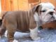 English Bulldog Puppies for sale in Bieber, CA 96009, USA. price: NA