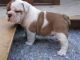English Bulldog Puppies for sale in Ackerly, TX 79713, USA. price: $350