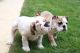 English Bulldog Puppies for sale in Vancouver, WA, USA. price: NA