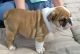 English Bulldog Puppies for sale in Ackerly, TX 79713, USA. price: NA
