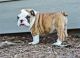 English Bulldog Puppies for sale in Afton, TX 79220, USA. price: NA
