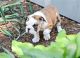 English Bulldog Puppies for sale in Amherst, TX, USA. price: NA