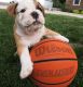 English Bulldog Puppies for sale in Akron, OH, USA. price: NA
