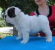 English Bulldog Puppies for sale in . price: NA