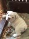 English Bulldog Puppies for sale in Coopers Town, The Bahamas. price: NA