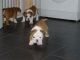English Bulldog Puppies for sale in Peoria, AZ, USA. price: NA