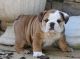 Lovely Bulldog Puppy For Adoption (xxx) xxx-xxx5