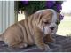 lovely bulldog puppy for adoption.