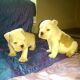 English Bulldog Puppies for sale in Delvinë District, Albania. price: NA