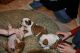 English Bulldog Puppies for sale in Aguadilla Pueblo, Aguadilla, Puerto Rico. price: NA