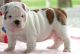 English Bulldog Puppies for sale in Gales Creek, OR 97117, USA. price: NA